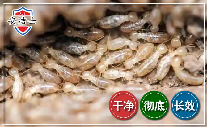 安吉白蚁防治