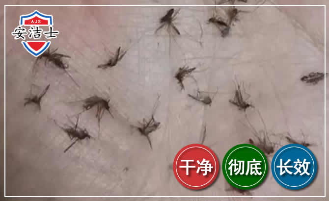 安吉蚊子防治-灭蚊