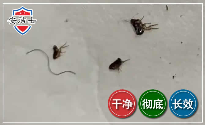 安吉跳蚤防治-灭跳蚤