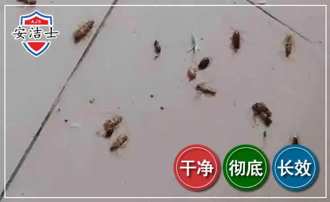 安吉蟑螂防治-灭蟑螂