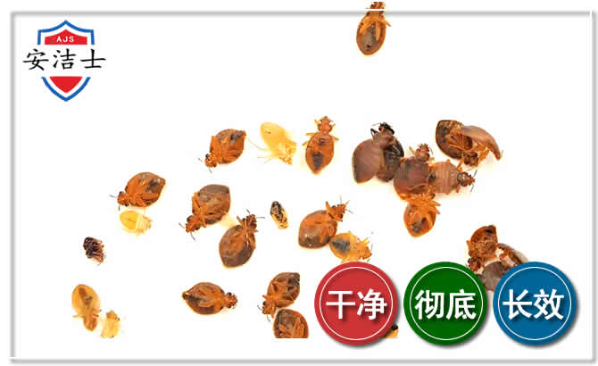 安吉臭虫防治-消灭臭虫
